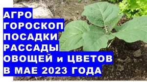 Агрогороскоп посадки рассады овощных и цветочных растений в мае 2023 года