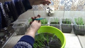 Выращивание лука из семян. Пикировка рассады лука. Два способа пикировки лука в ячейки и стаканчики