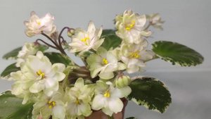 Фиалка Н-Радость (полумини)