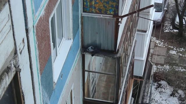 Голубка пытается привлечь внимание голубя)) смотреть онлайн