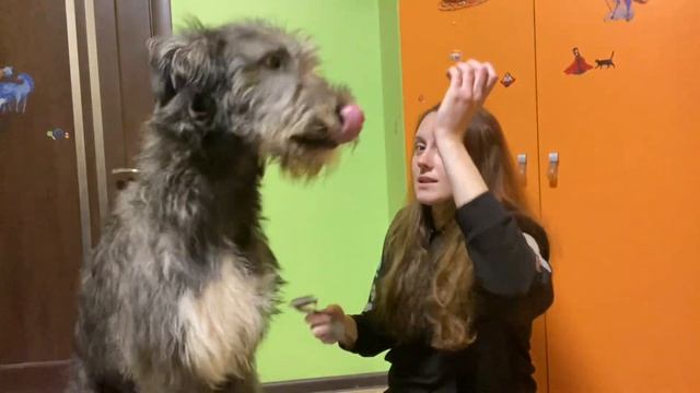 Ирландский волкодав: вычёсывание подшерстка