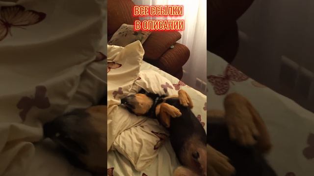 Наш охранник на работе... 

А ВОТ ЗДЕСЬ ПРОХОДЯТ ТРАНСЛЯЦИИ: https://live.vkplay.ru/andykotov