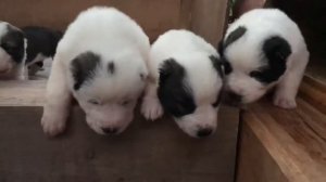 Алабай щенки 3 недели || Как выглядит щенок Алабая || Волкодав || Giant Puppies || Dogs