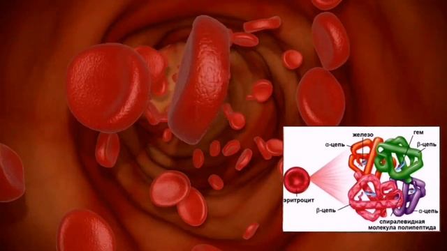 Эритроцит Эритроцит что это? Интересные факты о эритроцитах