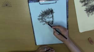 Рисуем "Сосна" с применением угольных карандашей в парке Сокольники
