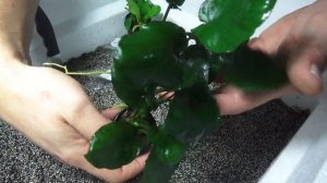 UNBOXING RARE PLANTS!!! H20 Plants