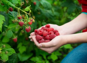 Технология выращивания малины, ежевики, смородины #garden #farm