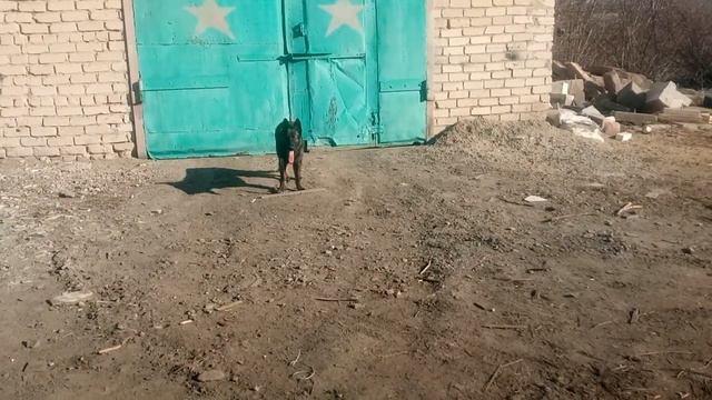 Выполнение связки СИДЕТЬ-СТОЯТЬ.