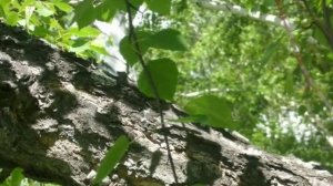 Чёрные берёзы - чудо нашего края!