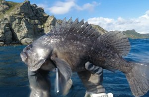 Подводная охота в Японском море!! 05.09.2021.