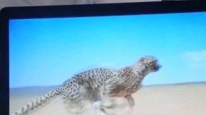 как бегает ягуар