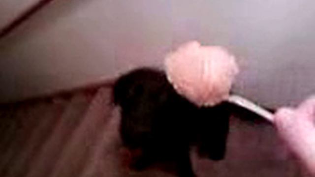 Dog loves Peanut Butter смотреть онлайн