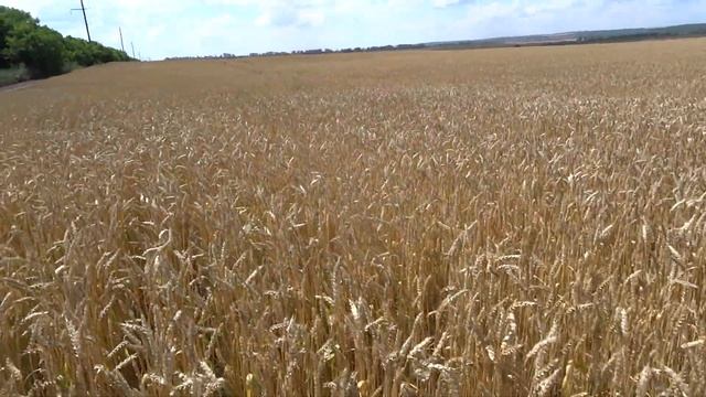 20.07.20 Яровая пшеница, сорт Одета.