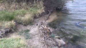 Рыбалка Осенью  Река Калалы  Новинки Для Кемпинга и Рыбалки