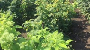 Малина Химбо Топ, Альтгольд, Полька, Зюгана, Красная гвардия. Сравнение с предыдущим годом.