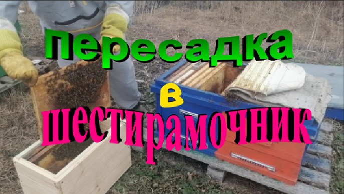 Пересадка пчелосемьи в шестирамочник смотреть онлайн