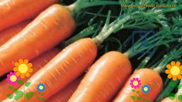 Морковь Миникор (Морковь). Краткий обзор, описание характеристик, где купить семена daucus carota смотреть онлайн