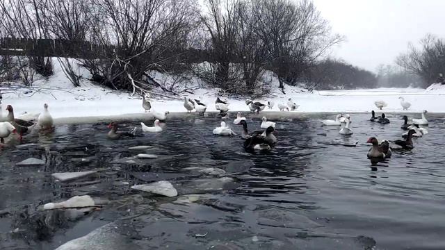 Содержание гусей зимой/ Условия для разведения гусей/ Гуси домашние. дом велеса жизнь за городом