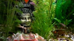 Домашний аквариум. Аквариумные рыбки и аквариумные растения