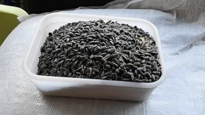 Кормление птиц зимой. Синички и воробьи прилетают со всей округи. Собирается порядка сотни клювов)