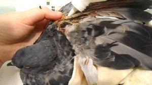 Обработка ран у голубя