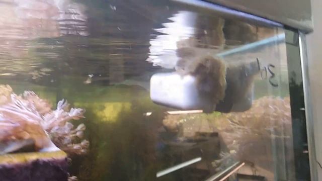 Дасцил зебра белохвостая Dascyllus aruanus vs Единорог акреихт щетинохвостый Acreichthys tomentosus смотреть онлайн