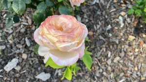 Domaine de Chantilly - Rose Delbard