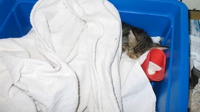 Мужчина спас слепого котенка, и на следующее утро его ожидал неожиданный подарок! смотреть онлайн