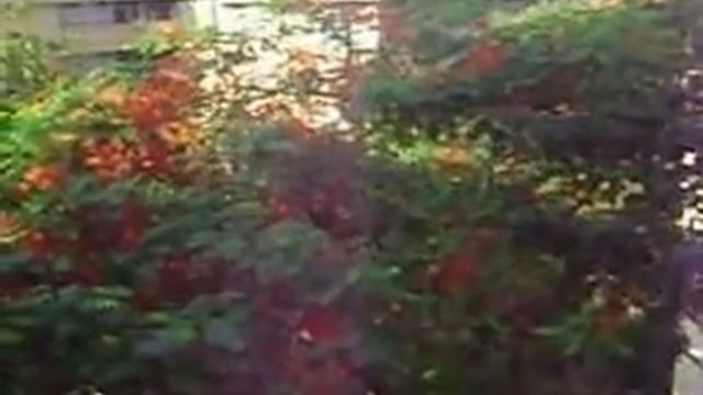 gulmohar a view from my balcony смотреть онлайн