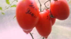 Томат Зинины длинные! Пальчиковые засолочные томаты