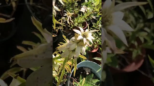 Monarda punctata(Spotted Horsemint)Beebalm 4dry #sand #pollinatorgarden #wasp #nativeplants #habita