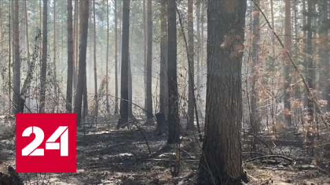 Лесные пожары в России: огнем охвачено более 24 тысяч гектаров - Россия 24