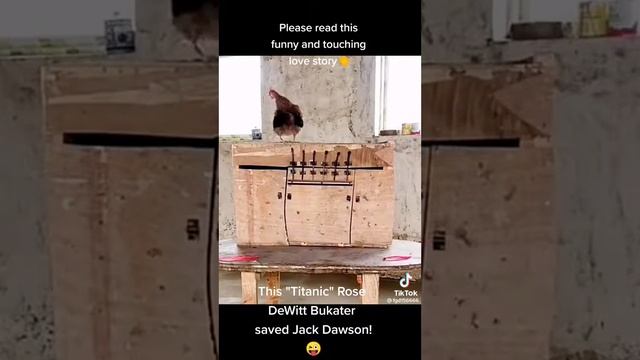 Курица спасает своего петуха. смотреть онлайн