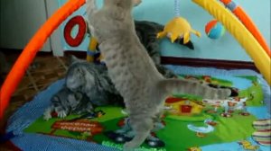 Питомник британских кошек Шантерель.