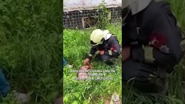 Вернули к жизни: в Смоленске спасли из огня маленькую собаку