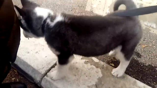 Мини-Хаски. смотреть онлайн