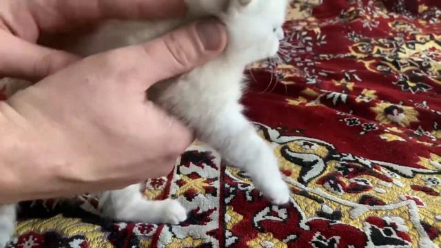 Вислоухий шотландский голубоглазый котенок колор-поинт Скоттиш фолд