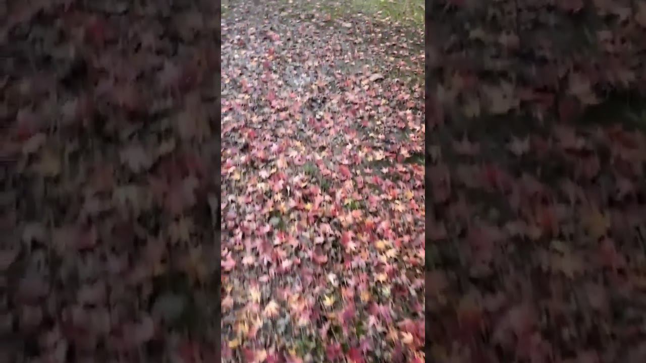 О погоде на 10 ноября Лазаревское:Утром +8°...+14° Ясно☀️Днём +13°...+16° Ясно☀️ #shorts смотреть онлайн