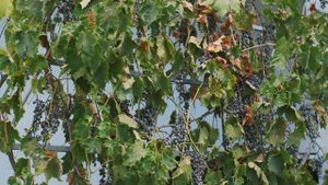 Щелевой перелив как классика жанра / Бассейн от команды SPA LI/2023