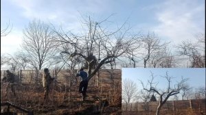 Онлайн для начинающих: обрезка старого дерева яблони весной /// Омолаживающая обрезка