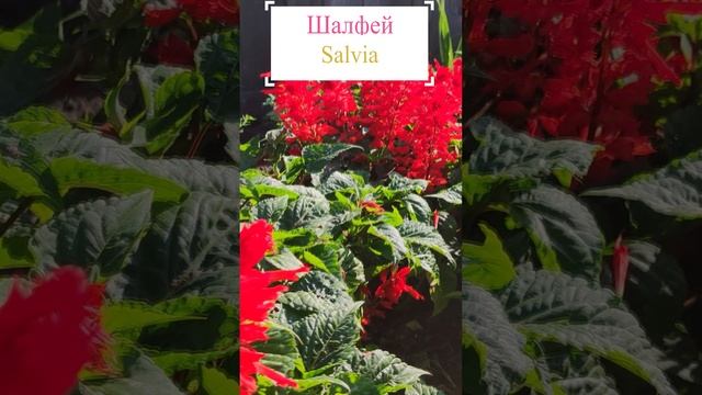 Шалфей, или Сальвия. (Salvia).?