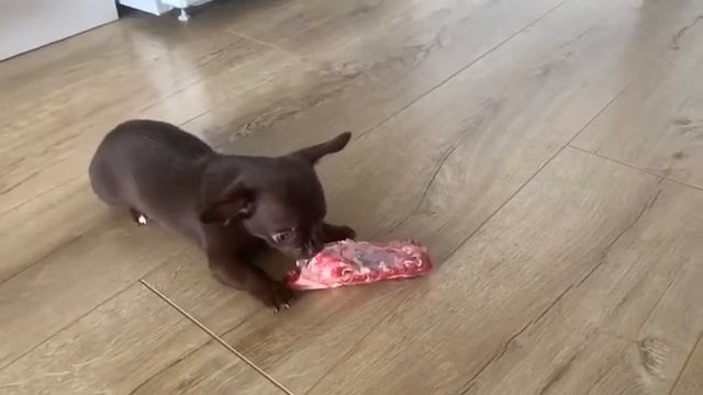 Чихуахуа сыроед