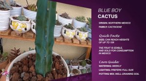 PLANT HAUL | NAME, ORIGIN & CARE GUIDE | SUCCULENT IDENTIFICATION | By Intri's TV