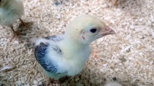 Ручной зоопарк,  Варя 2 года 2 месяца