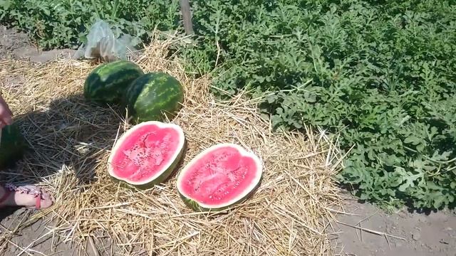 Кримсон Рубі F1 (Sakata) культура в полі смотреть онлайн