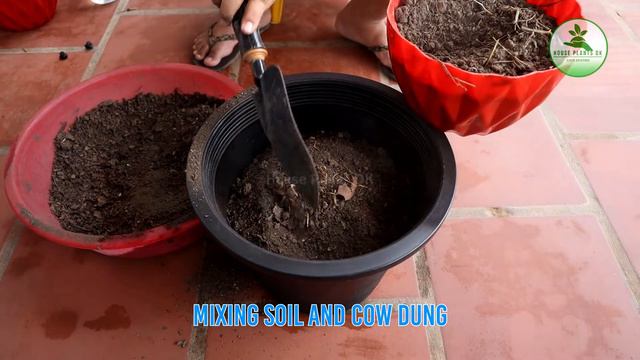 EPISODE 34 HOW TO GROW THE CROTON PLANT (CODIAEUM VARIEGATUM PLANT) смотреть онлайн