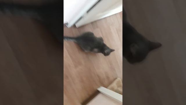 Что нужно знать, заводя кошку смотреть онлайн