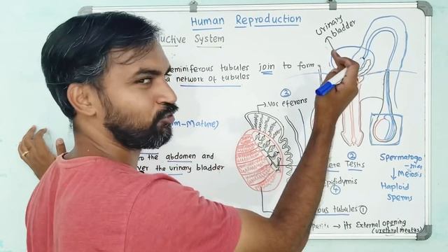 Male Reproductive System | Human Reproduction