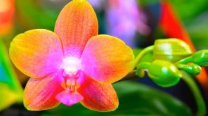 Новая, Невероятно красивая музыка Сергей Грищук! Невероятно Чарующая музыка для души