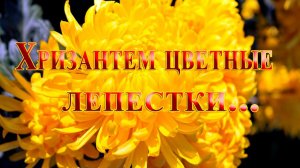 Хризантем цветные лепестки*   Мой сад